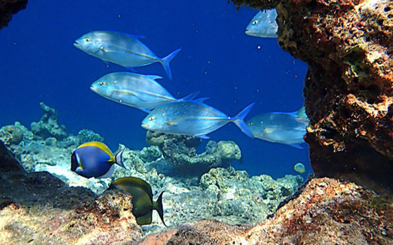 Artisti allo specchio - Alberto CRISMANI